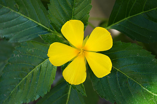 Turnera ulmifolia